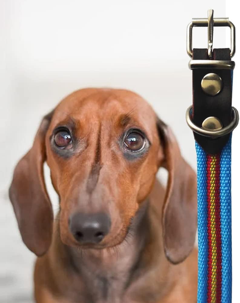 Collar De Perro Bandera De España De Algodón Azul 25 Cms | Collar Liso Para Perro Pequeño/Gato | Collar De Algodón. Resistente a Tirones Y Climatología. Collar Azul Claro Rojo Y Amarillo.