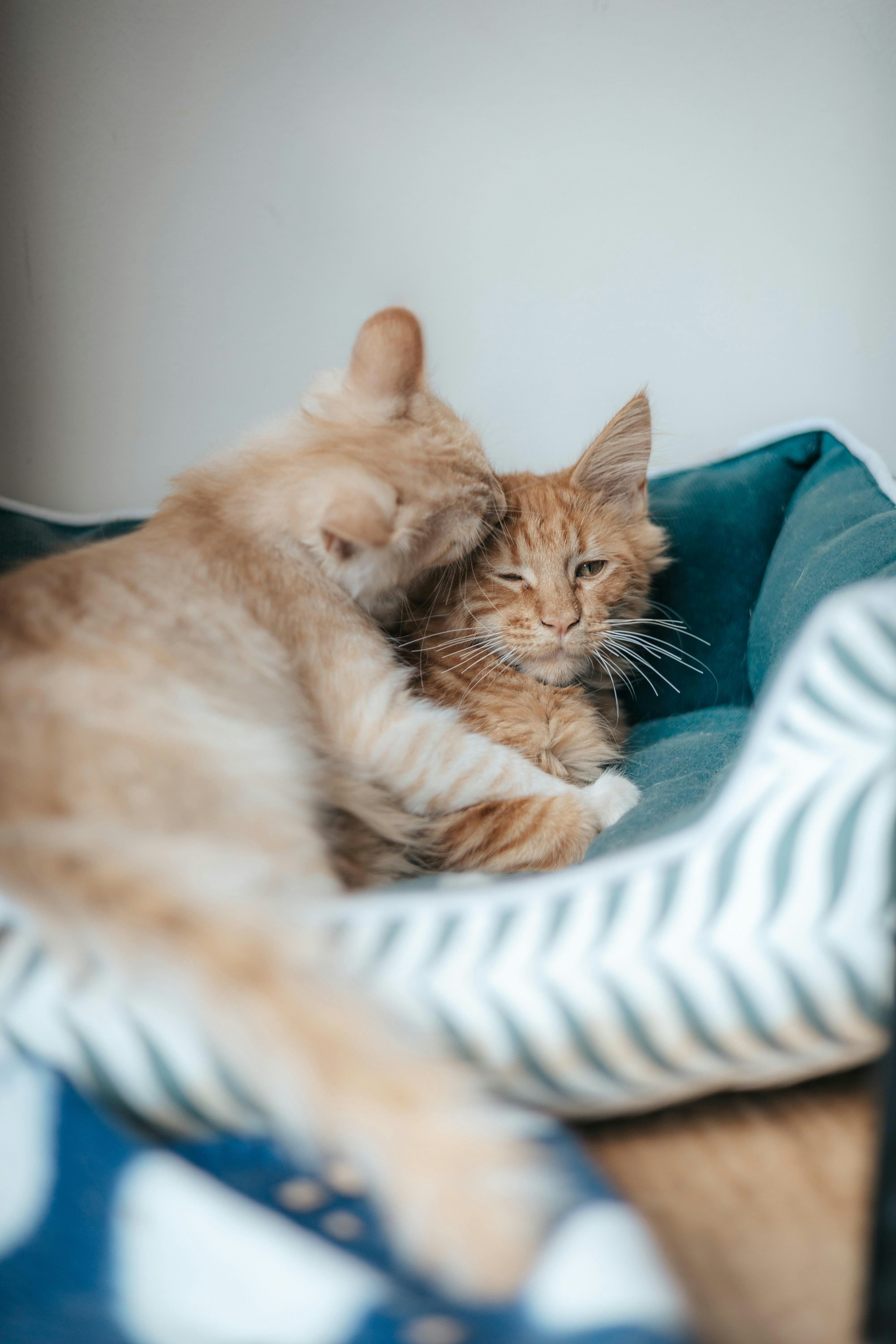 Winter Warm Pet Bed, Spring Shark Design Soft Cat Bed Room Decor, Cute Shark Designed Breathable Dog Bed, Pet Supplies for Indoor Use, Summer Gift, Dog Accessories, Cat Stuff