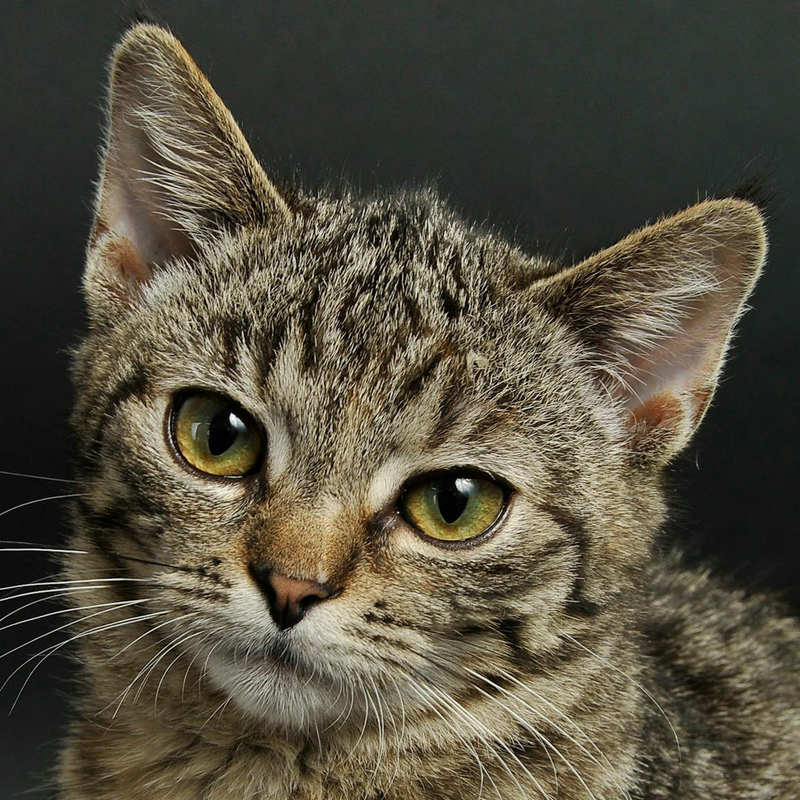 Waterproof Pet Blanket with Non-Slip Bottom, Washable Dog Bed Cover, Soft Comfortable Sofa Couch Cover, Reusable Furniture Protector, Portable Lightweight Indoor Outdoor Dog Pads Training Mat, Easy to Clean, Pet Supplies Bedding #Tiktokshopfalldealsforyou