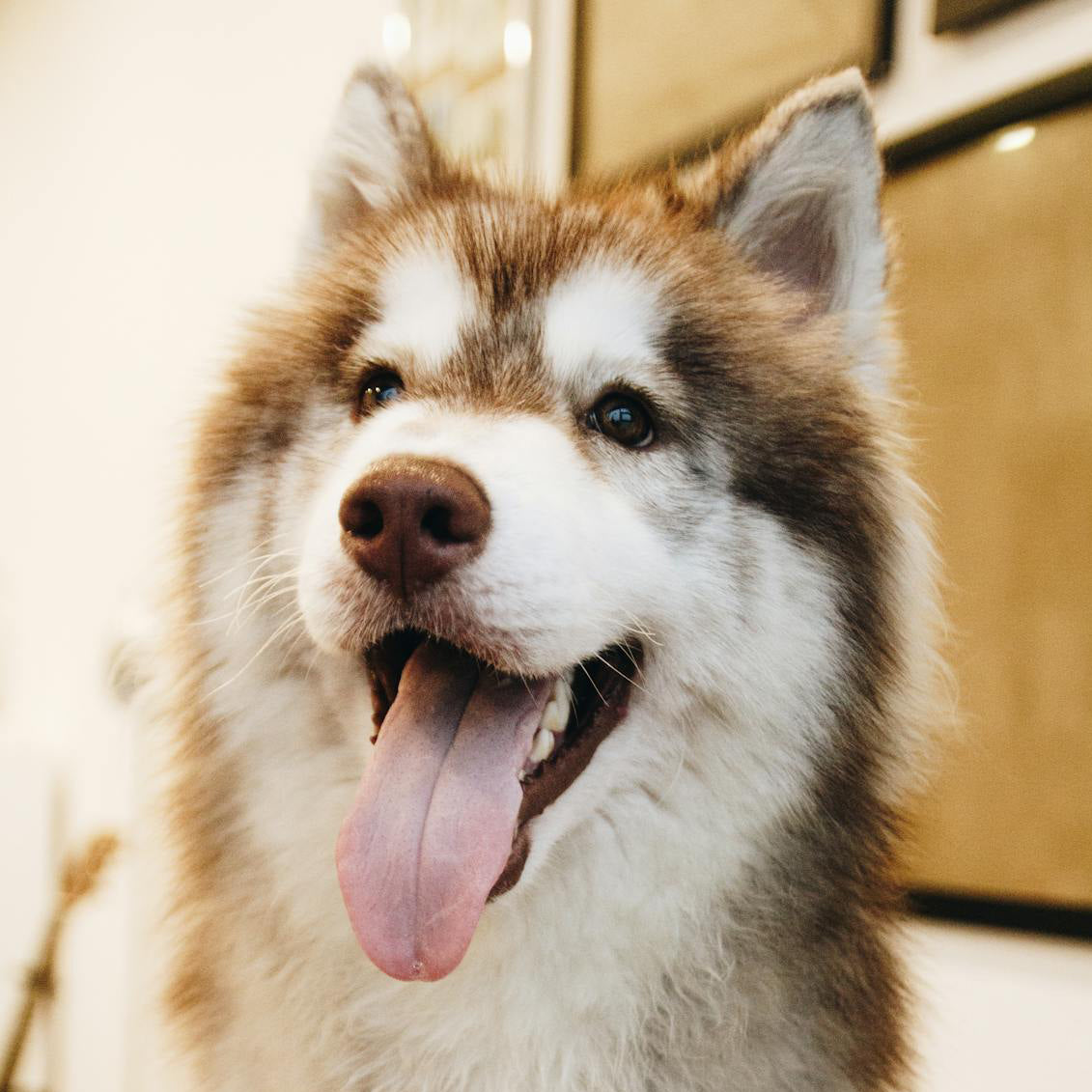 Waterproof Pet Blanket with Non-Slip Bottom, Washable Dog Bed Cover, Soft Comfortable Sofa Couch Cover, Reusable Furniture Protector, Portable Lightweight Indoor Outdoor Dog Pads Training Mat, Easy to Clean, Pet Supplies Bedding #Tiktokshopfalldealsforyou